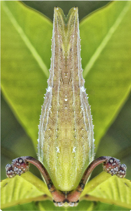 Milkweed Pod Pareidolia Photograph by Constantine Gregory