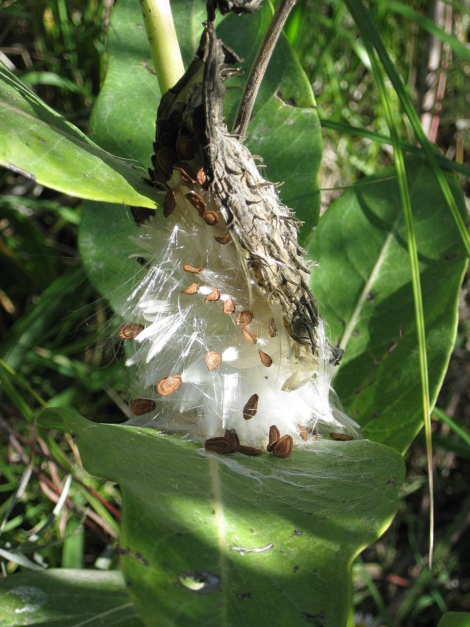 Milkweed Pod Photograph by Ron Monsour