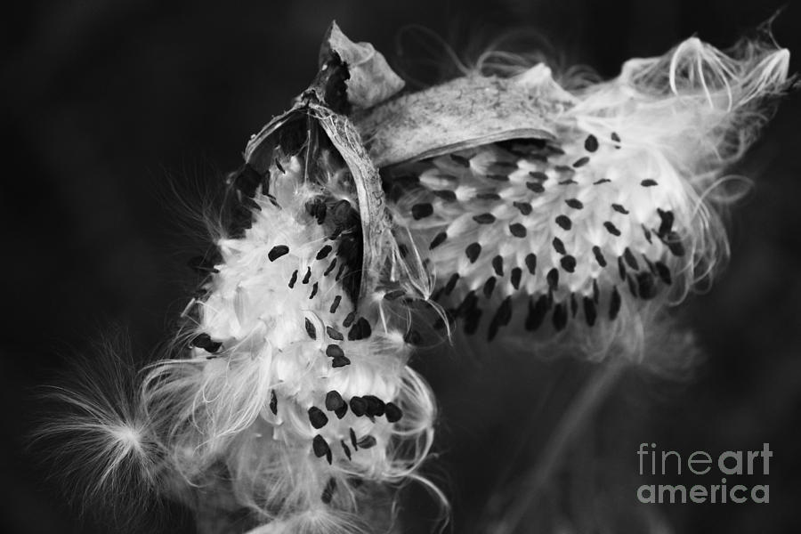 Milkweed Pods by Jackie Farnsworth Milkweed Pods by Jackie Farnsworth