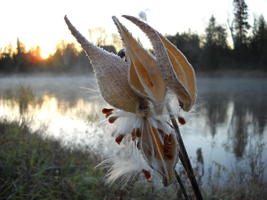 Milkweed Pods Seeds Photograph by Kent Lorentzen