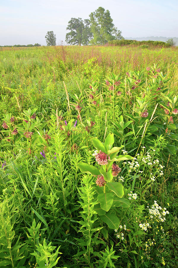 Milkweed Prairie in Chain-o-Lakes SP Photograph by Ray Mathis