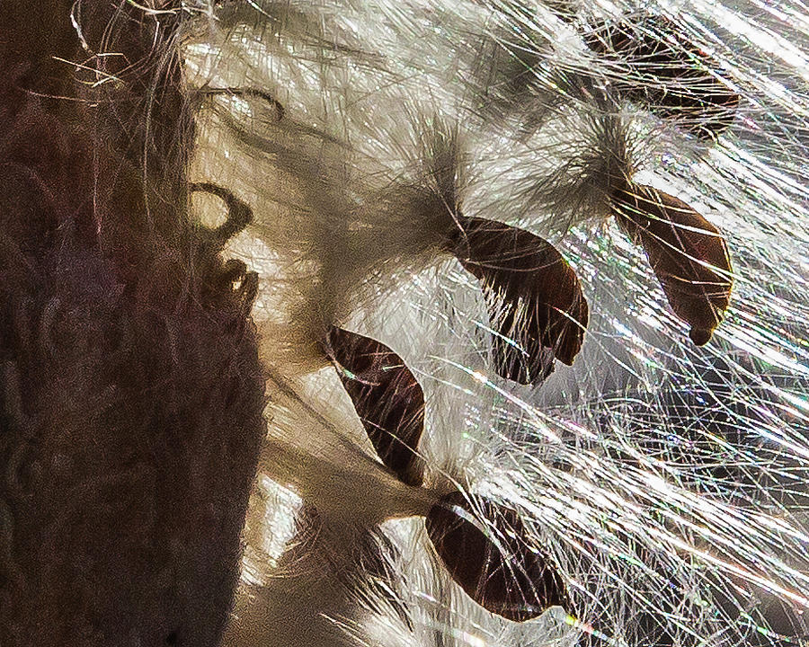 Milkweed Seed Burst Photograph by Lon Dittrick