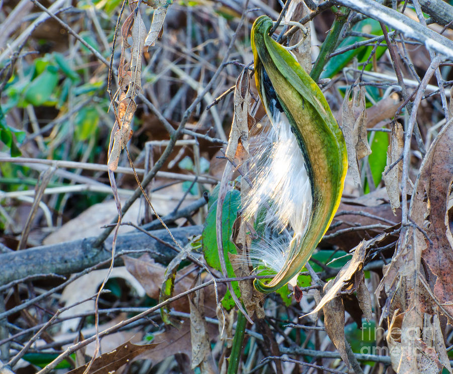 Milkweed Seed Pod First Light Photograph by Donna Brown