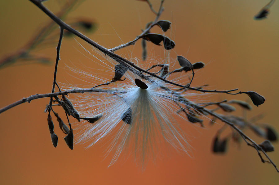 Milkweed Seed Stony Brook New York Photograph by Bob Savage