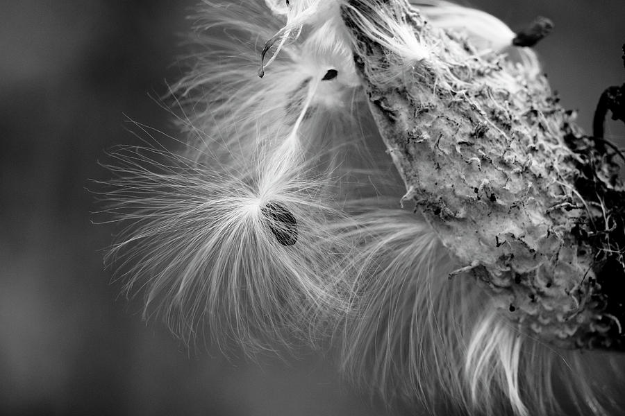 Milkweed Seed Photograph by Todd Bannor