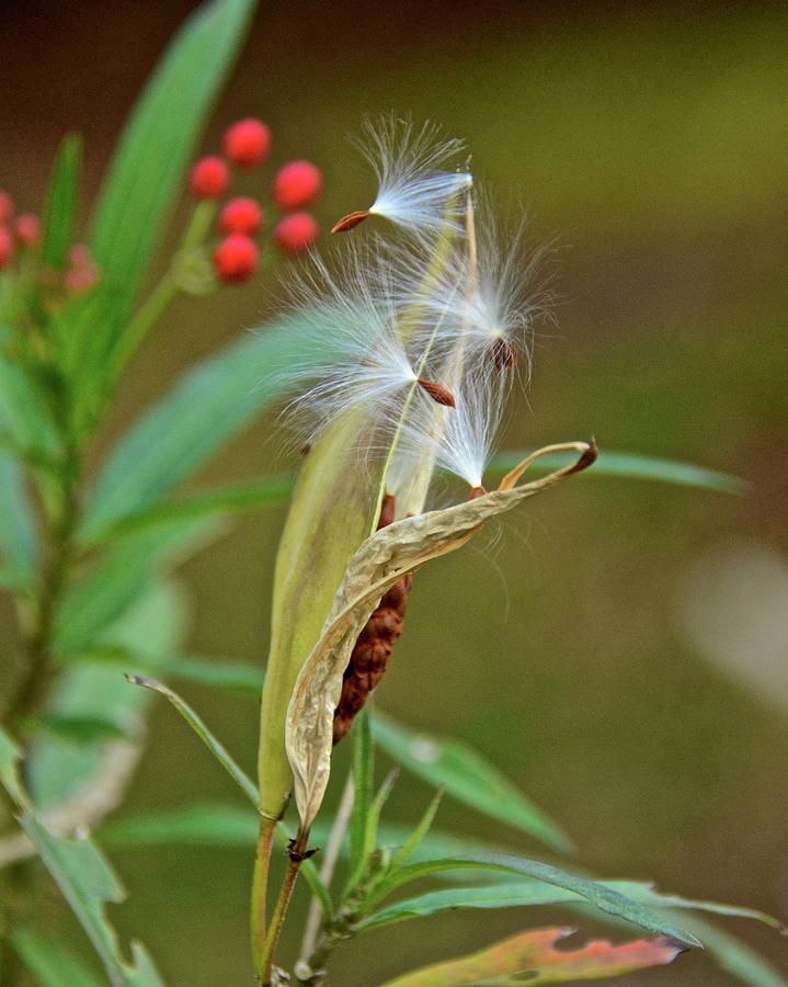 Milkweed Seeds Photograph by Carol Bradley