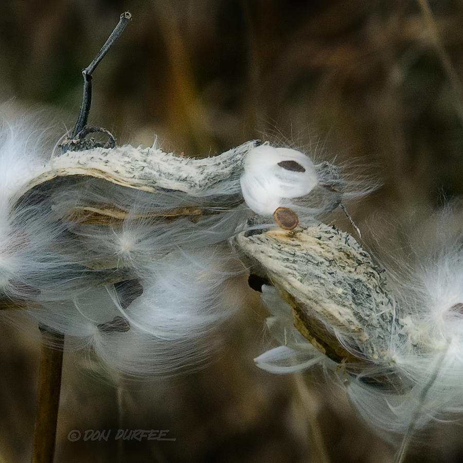 Milkweed Seeds Photograph by Don Durfee