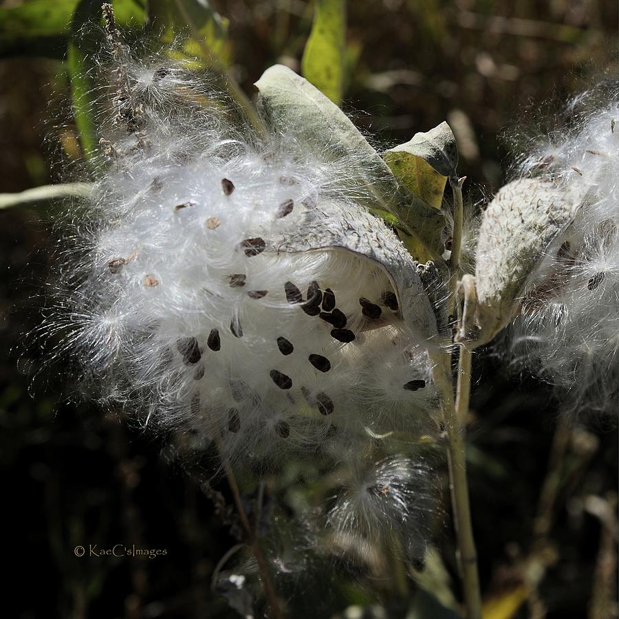 Milkweed Seeds Emerging Photograph by Kae Cheatham