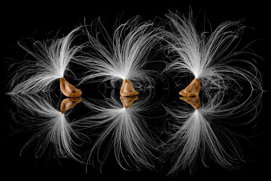 Butterfly Photograph - Milkweed seeds by Jim Hughes
