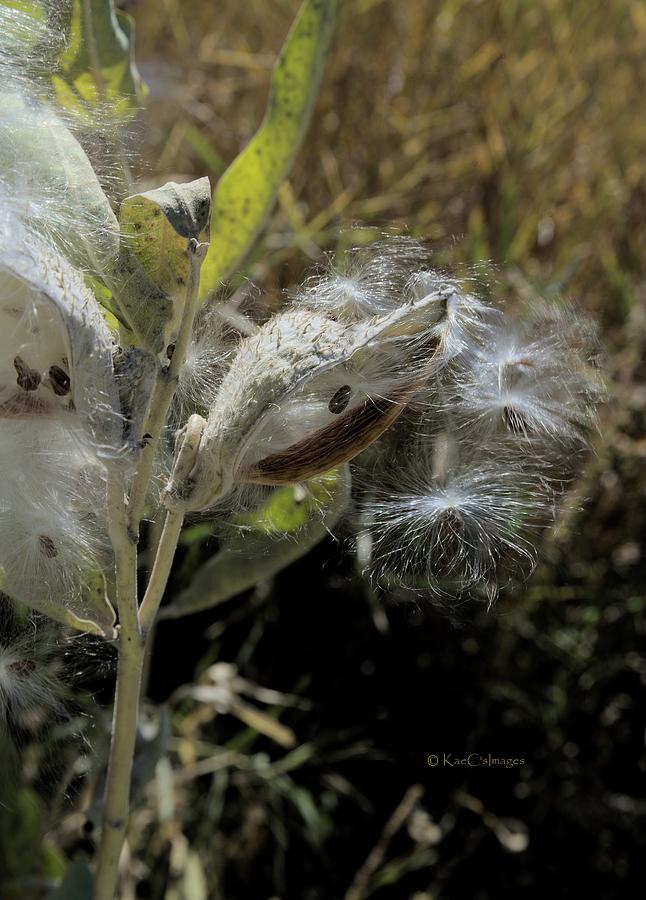 Milkweed Seeds Taking Flight #2 Photograph by Kae Cheatham