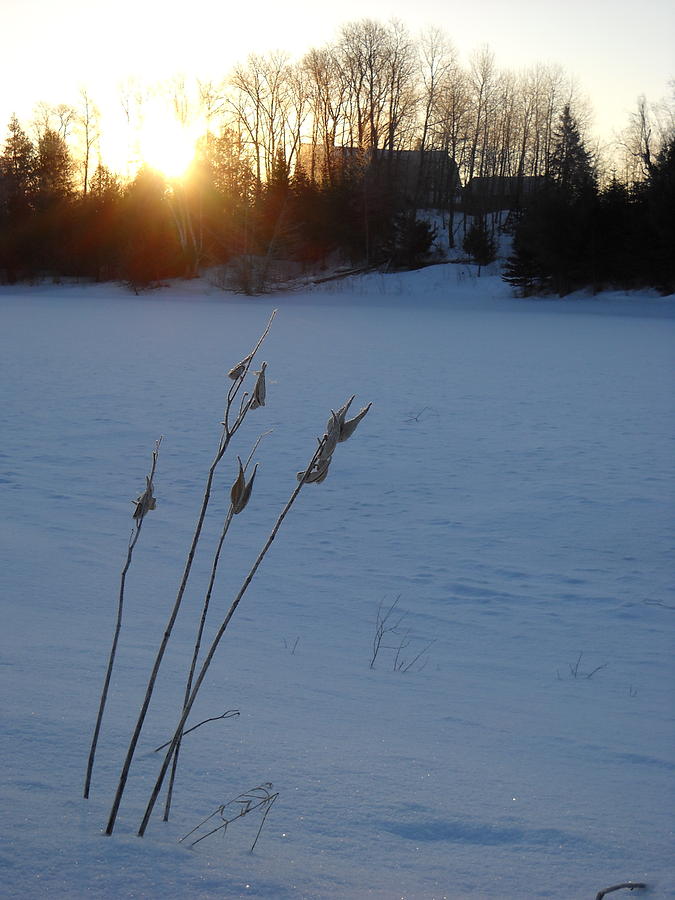 Milkweed Stems Winter Sunrise Photograph by Kent Lorentzen