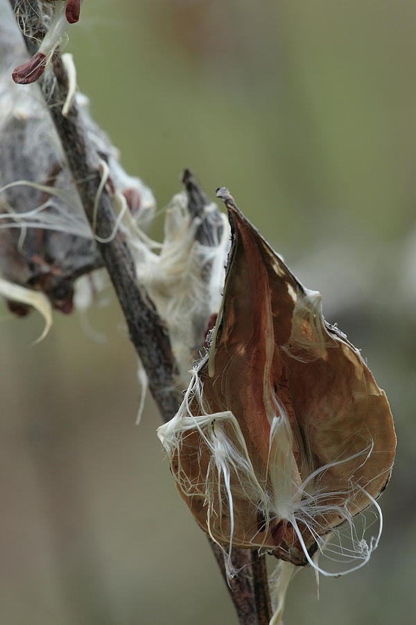 Milkweed Photograph by Steven David Roberts Milkweed Photograph by Steven David Roberts