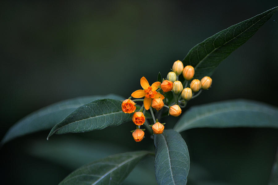 Milkweed Plant Photograph - Milkweed by Steven Linebaugh Milkweed Plant Photograph - Milkweed by Steven Linebaugh
