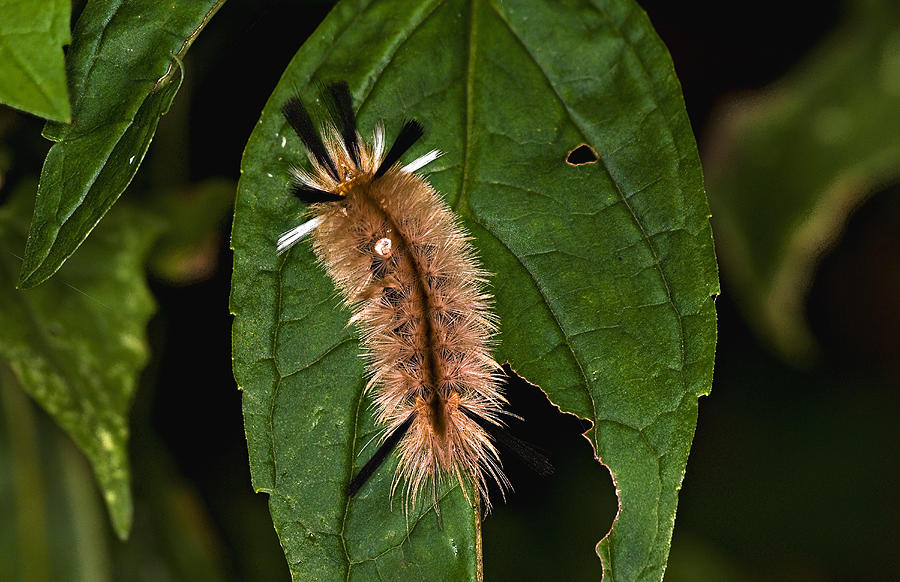 Milkweed Tiger Moth Photograph by Michael Whitaker