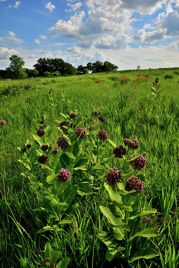 Milkweeds Bloom in Glacial Park Photograph by Ray Mathis