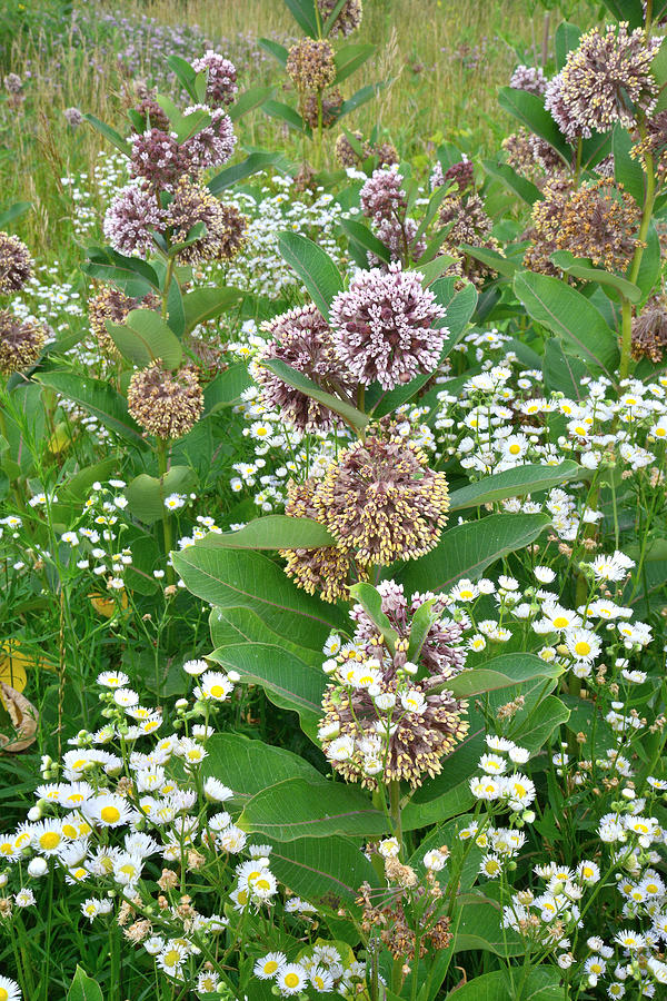 Milkweeds Galore Photograph by Ray Mathis