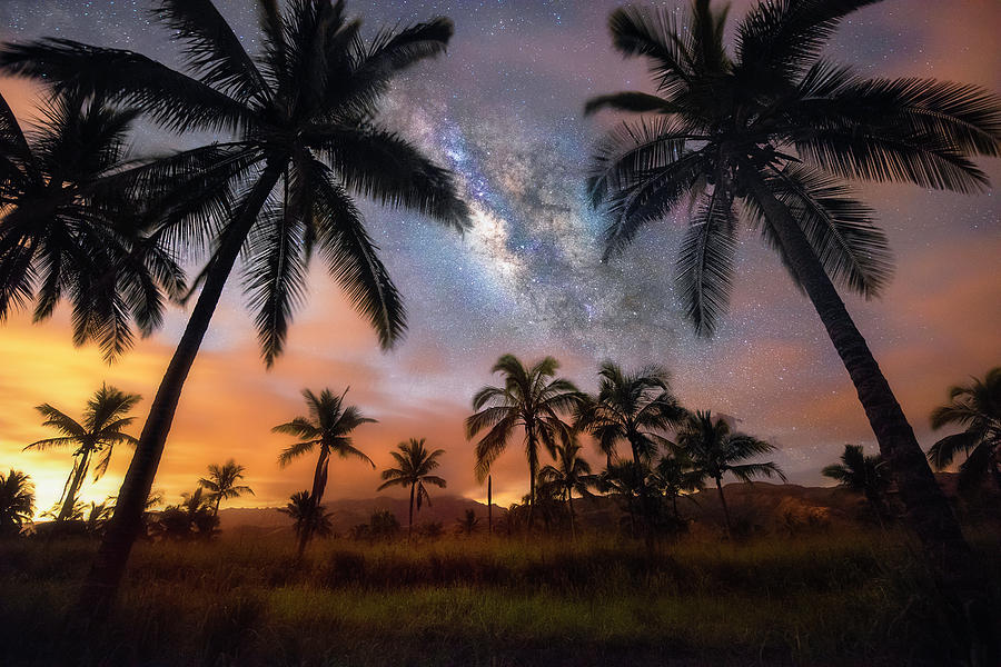 Milky Palms Photograph by James Roemmling