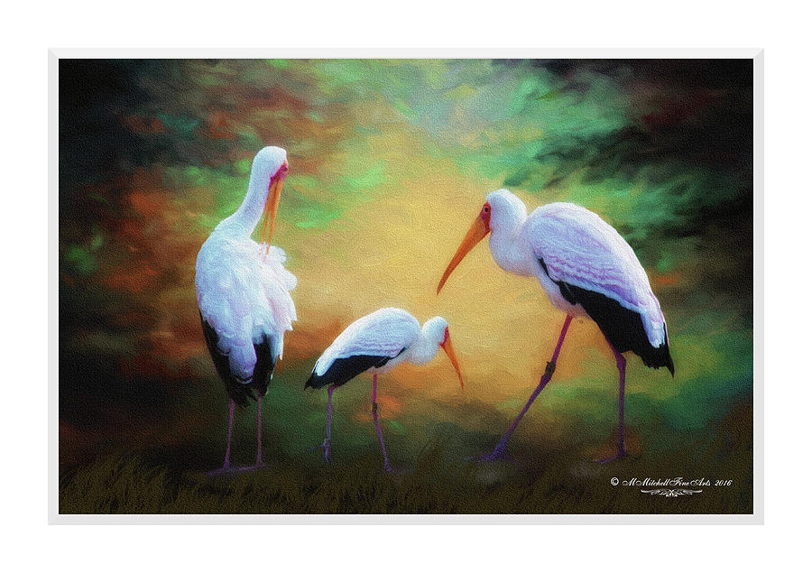 Milky Storks Photograph by Mary Mitchell - Fine Art America