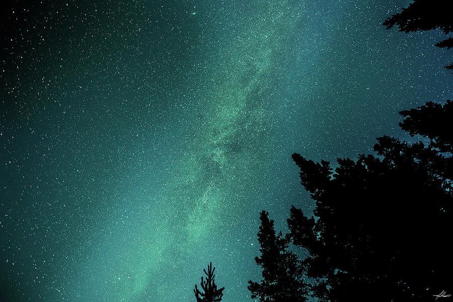 Tree Photograph - Milky Way above the Trees by Phil And Karen Rispin
