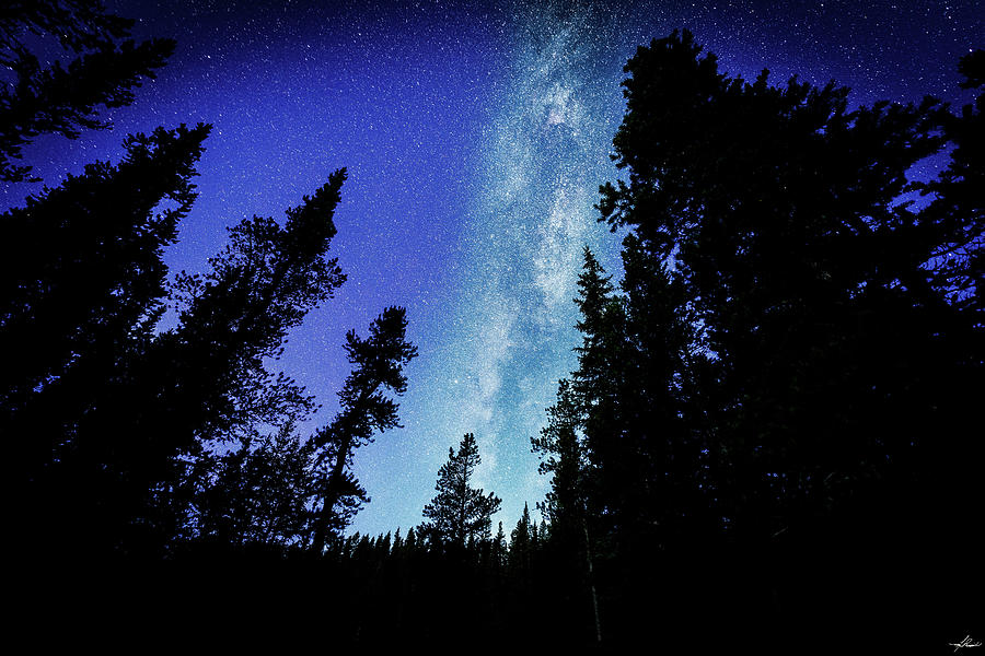 Tree Photograph - Milky Way Among the Trees by Phil And Karen Rispin