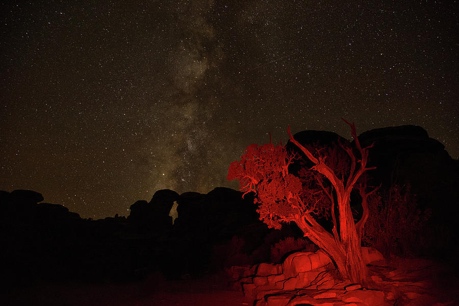 Milky way and juniper Photograph by Kunal Mehra