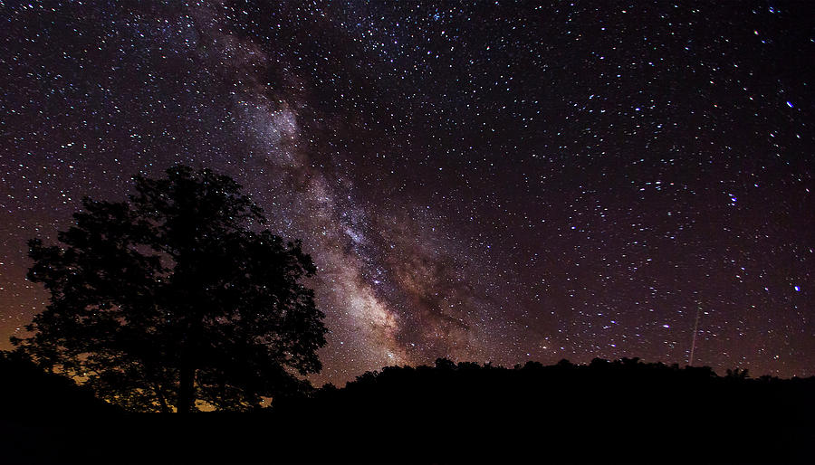 Milky Way and the Tree Photograph by Eilish Palmer