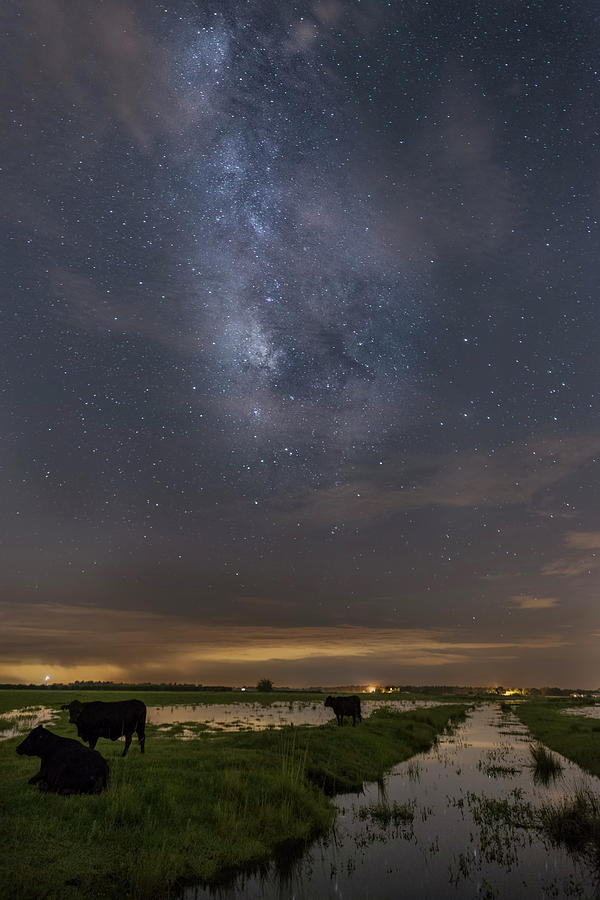 Milky Way Cowscape Photograph by Justin Battles