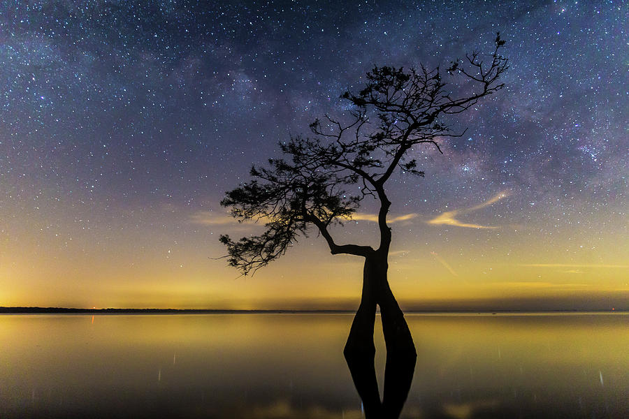 Milky Way Cypress Photograph by Stefan Mazzola