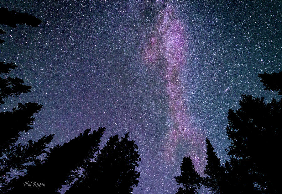 Milky Way In The Trees Photograph