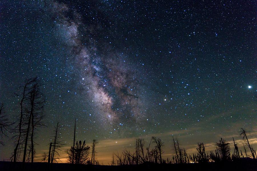 Milky Way Over Burnt Trees Photograph by Randy Robbins