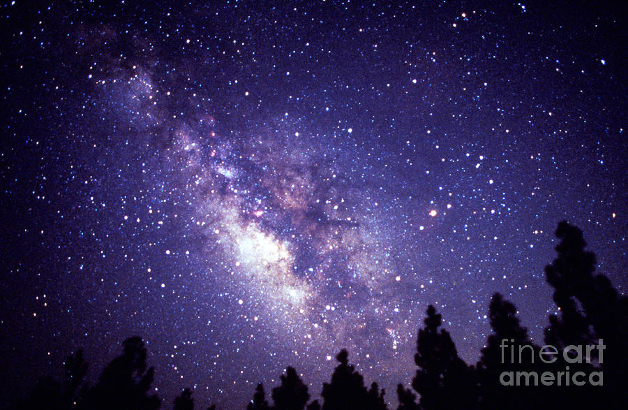 Tree Photograph - Milky Way over Pines During the Summer by Jerry Schad