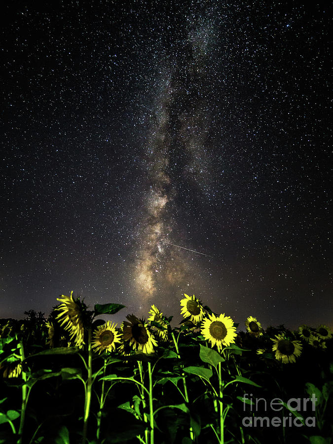Milky Way Over Sunflowers Photograph by Andrea Kappler