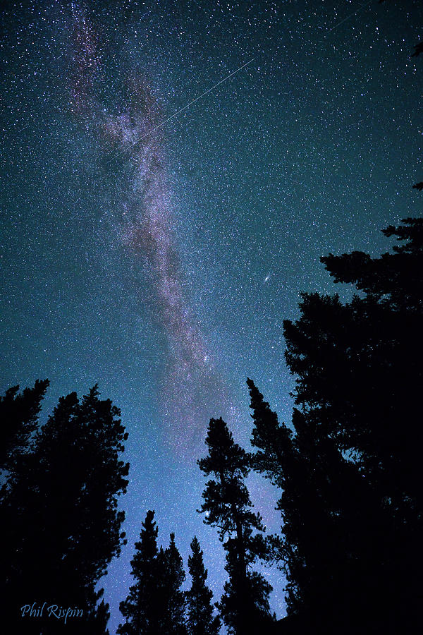 Tree Photograph - Milky Way Over the Kananaskis by Phil And Karen Rispin