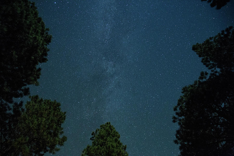 Milky way over trees Photograph by Kunal Mehra