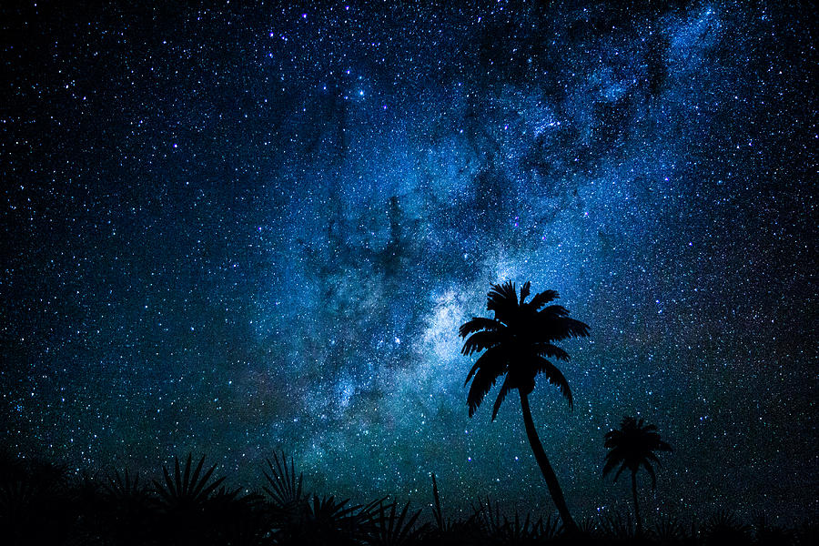 Milky Way Palm Photograph by Greg Waters