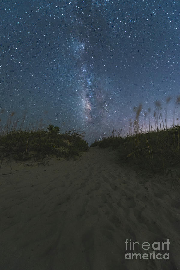 Milky Way Weeds Photograph by Robert Loe