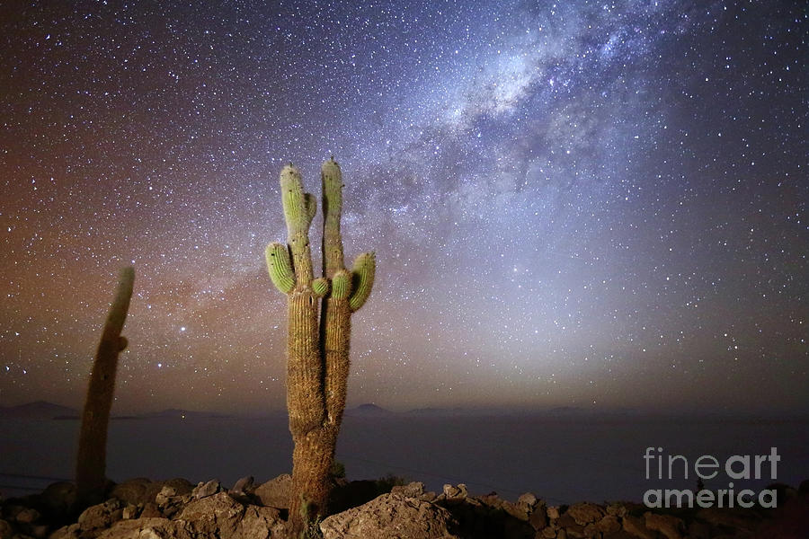 Milky Way Zodiacal Light and Echinopsis Cacti Incahuasi Island Bolivia Photograph by James Brunker