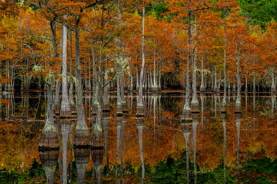 Tree Photograph - Mill Pond Reflections by Eric Albright
