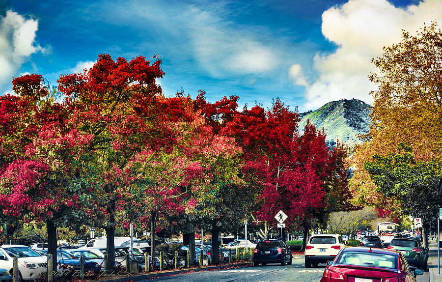 Mill Valley Autumn Photograph by Brian Tada