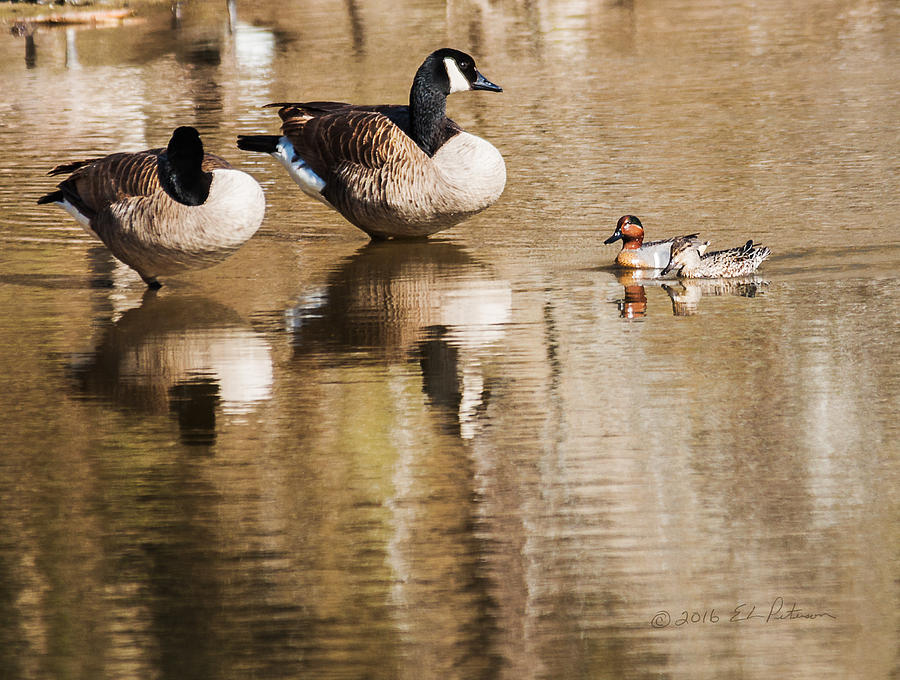 Millards And Green-Wing Teal Photograph by Ed Peterson
