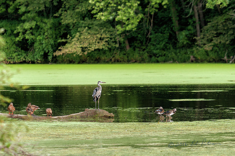 Millards, Great Blue Heron And Wood Ducks Photograph by Ed Peterson