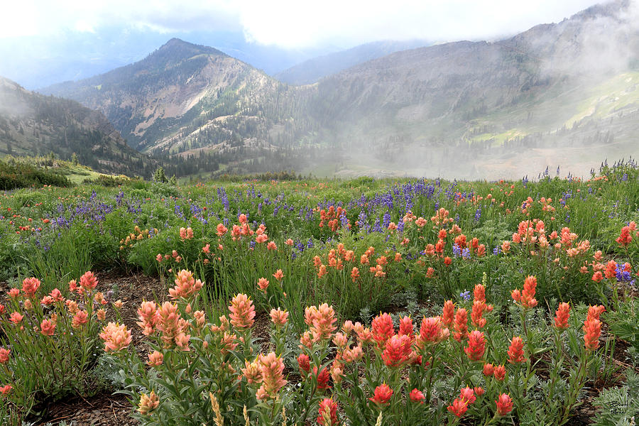 Miller Hill and Mineral Basin Wildflowers Photograph by Brett Pelletier