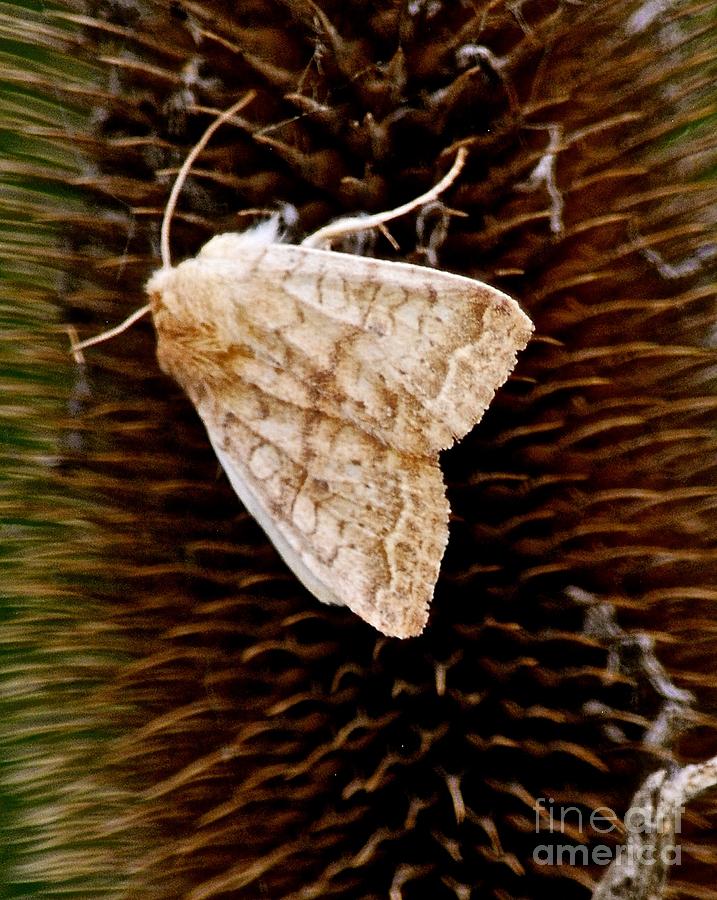 Miller Moth Photograph by Christine Scott