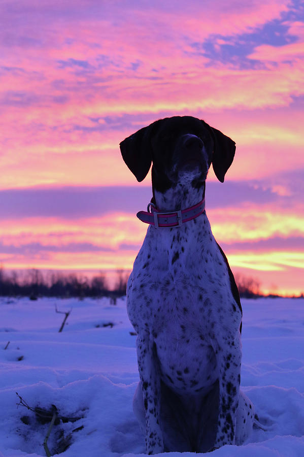 Millie Glowing Sunrise Photograph by Brook Burling