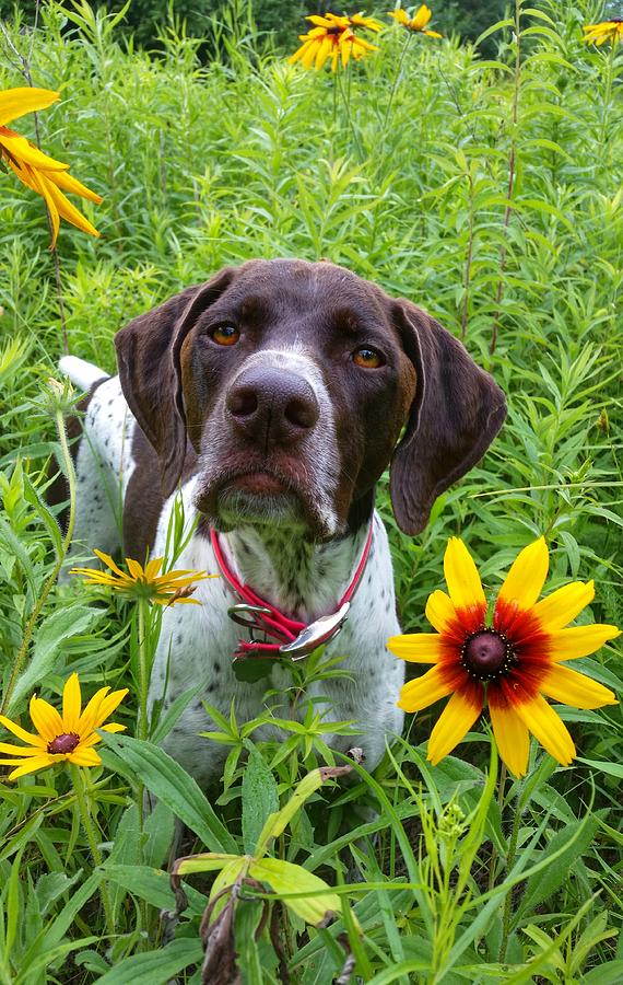 MIllie in Flowers Photograph by Brook Burling