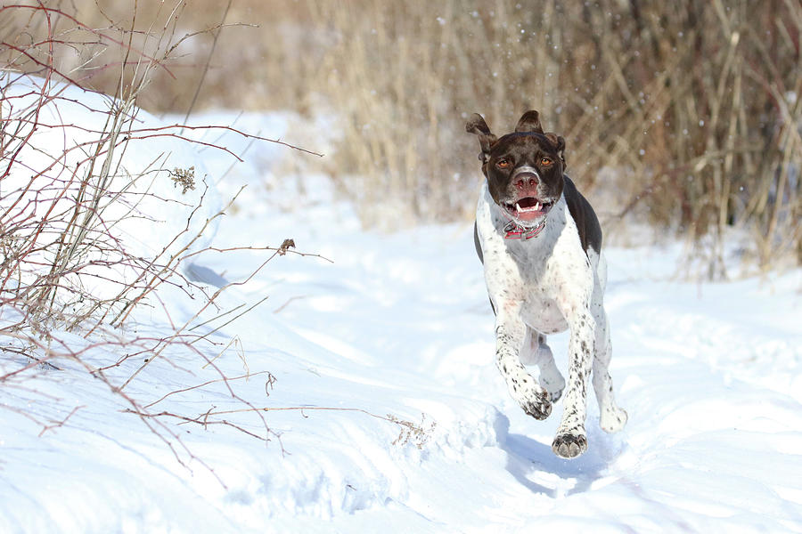 MIllie In Snow Photograph by Brook Burling
