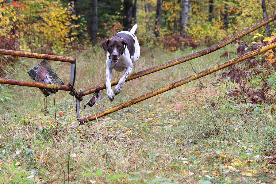 Millie Jump Photograph by Brook Burling