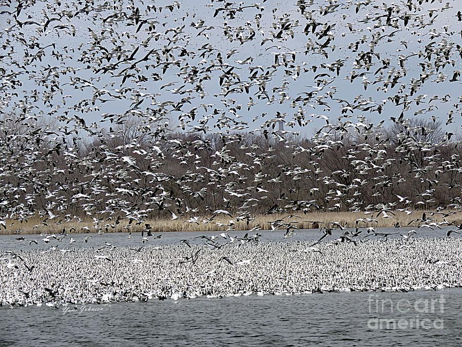 Million of Snow Goose  Photograph by Yumi Johnson