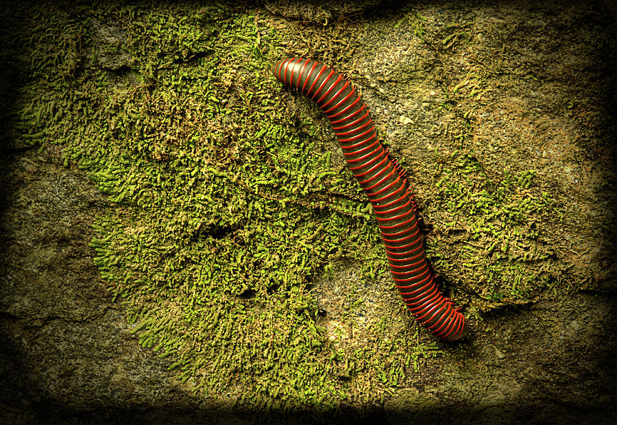 Millipede On The Rocks Photograph by Mike Eingle
