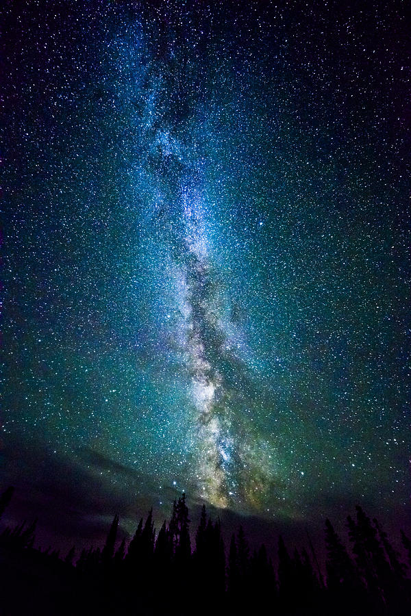 Milky Way over Lodgepole Pines Photograph by Josh Bryant